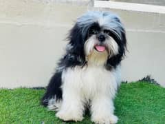 Shihtzu Puppies 6 months male and 40days puppies