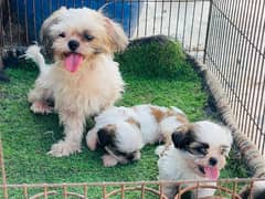 Shihtzu Puppies