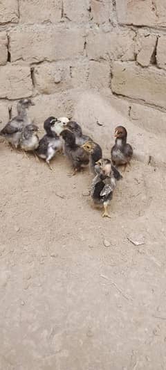 Aseel Chicks For Sale