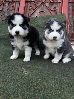 Husky puppies for sale