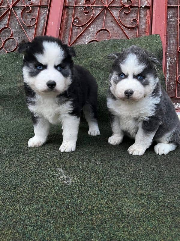 Husky puppies for sale 1