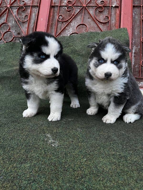 Husky puppies for sale 2