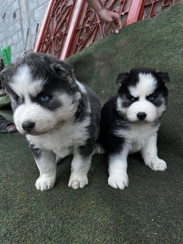 Husky puppies for sale 3