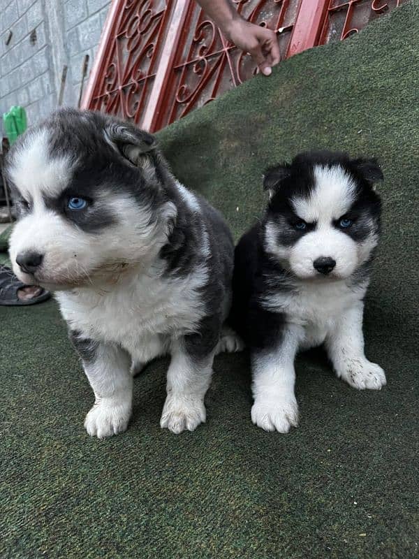 Husky puppies for sale 4