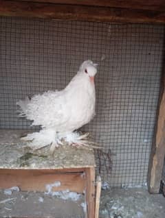 8month ke female white frile