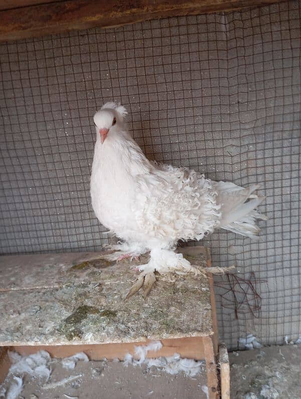 8month ke female white frile 1