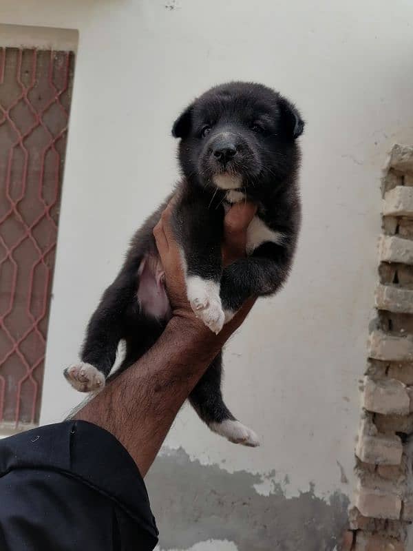 bakarwal puppy male 0