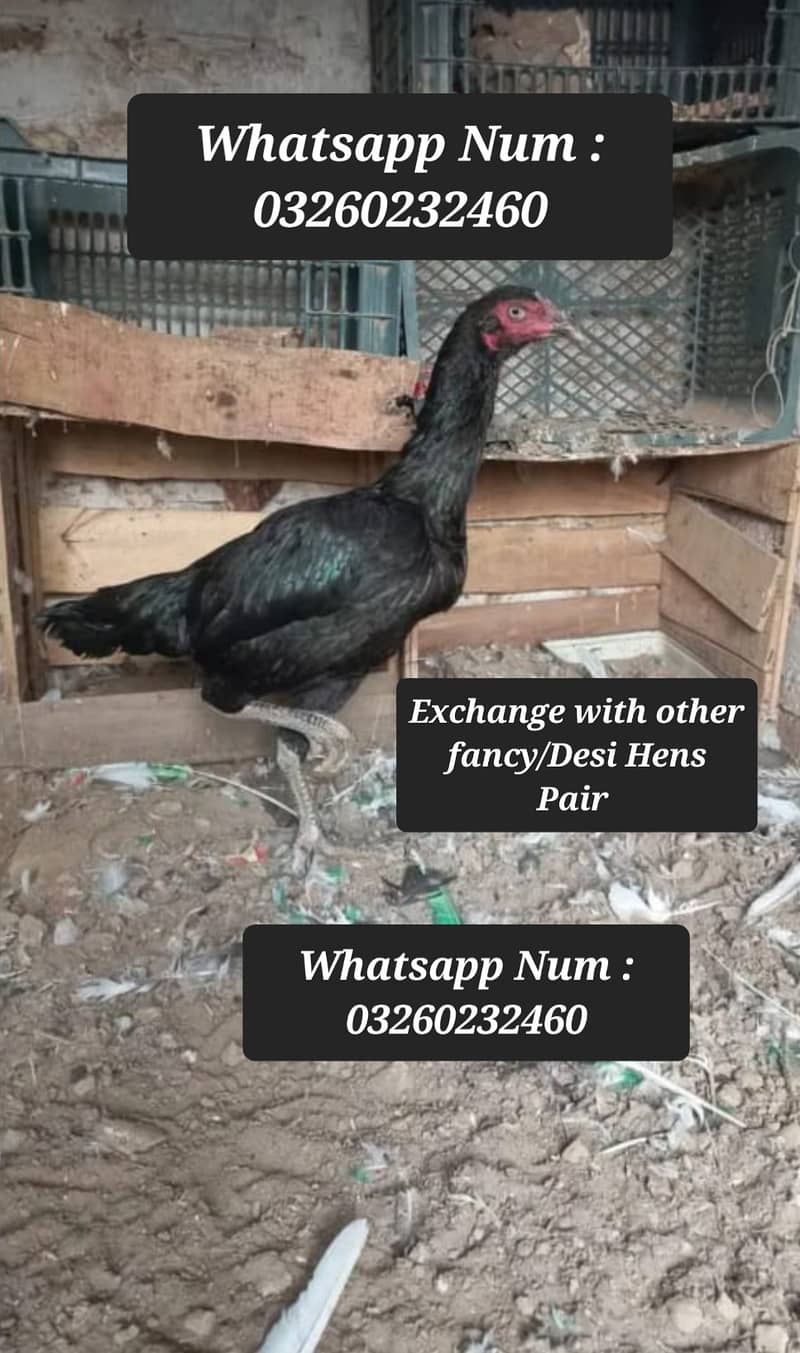 Exchange Possible With other fancy or Desi hens 0