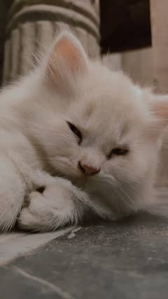 4 month baby, white persian cat