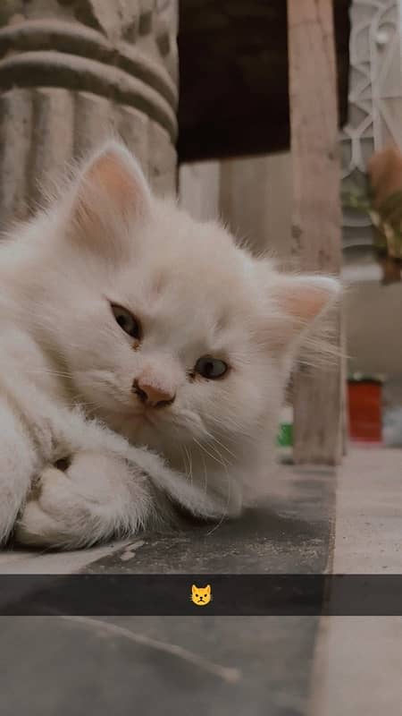 4 month baby, white persian cat 1