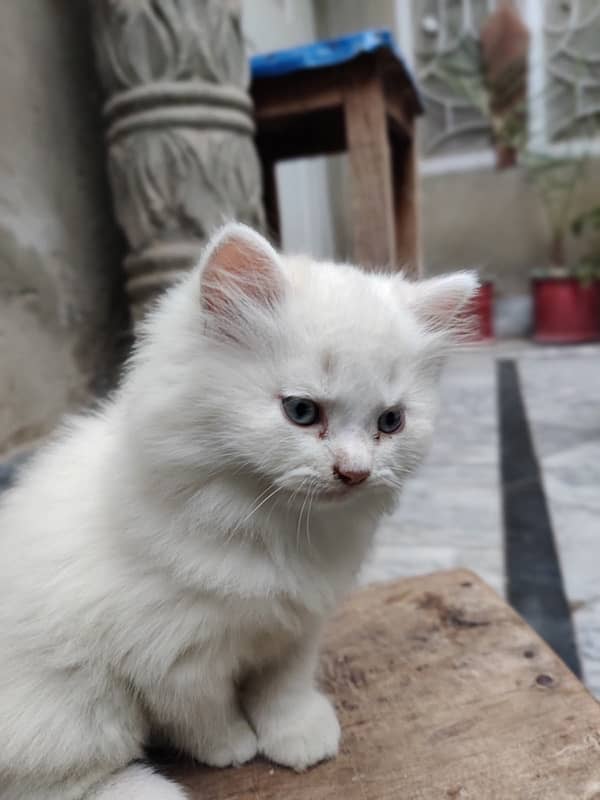 4 month baby, white persian cat 3