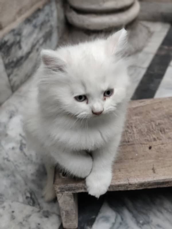 4 month baby, white persian cat 4