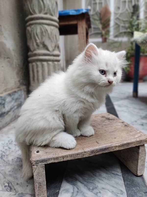 4 month baby, white persian cat 5