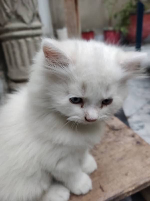 4 month baby, white persian cat 6