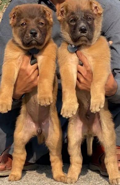 Turkish kangal dogs far sale 03287576736 call wahtasp 1