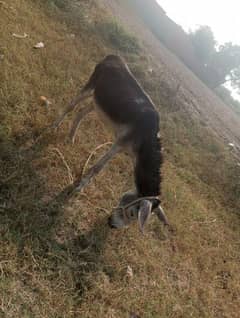 male Donkey Gadha khota