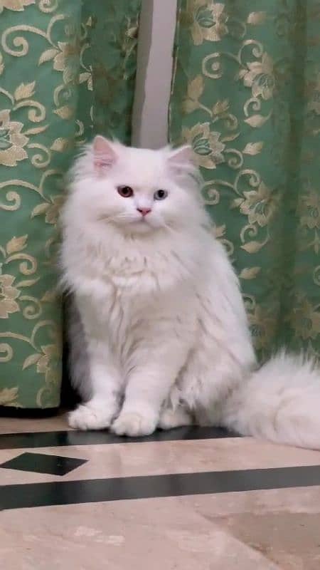 Persian Adult male odd eyed triple coat cat 0