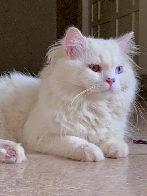 Persian Adult male odd eyed triple coat cat 1