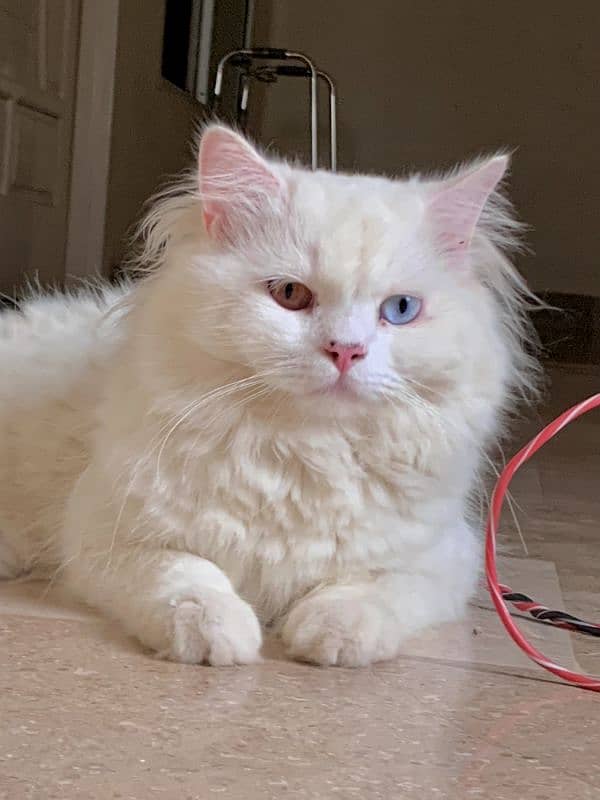 Persian Adult male odd eyed triple coat cat 2