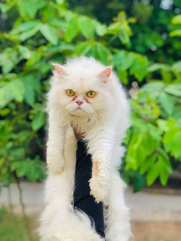 Persian Punch face triple coat cat Kitten 9