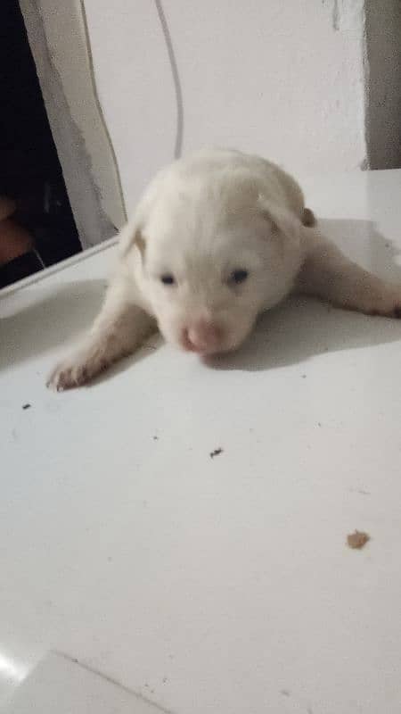 russian pista puppy pink nose  ma haa whastapp no 03194565241 1