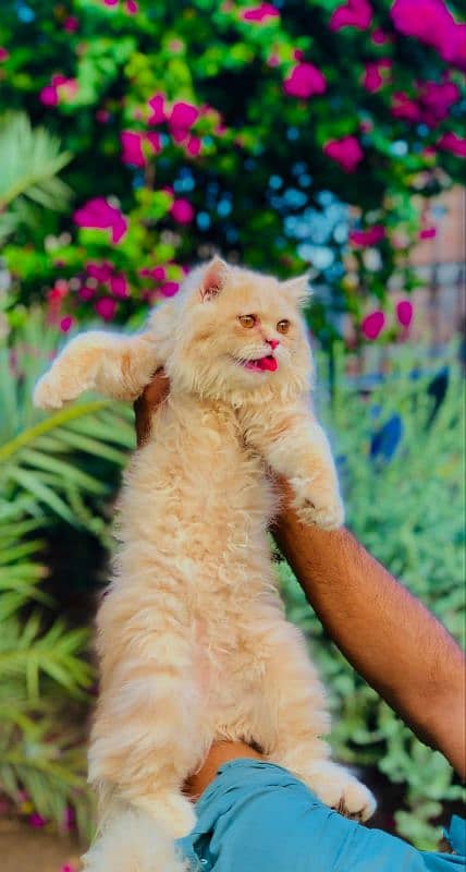 Persian Punch face triple coat cat Kitten 12