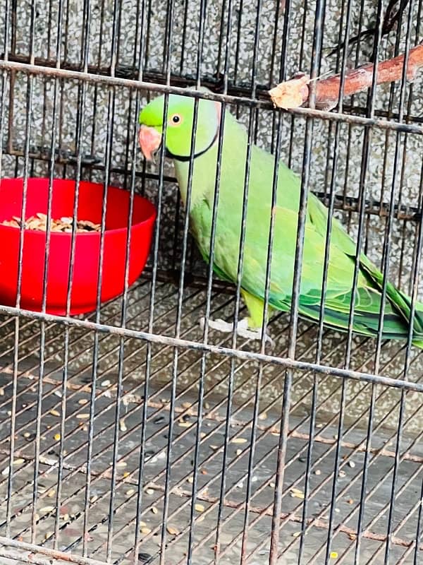 Green Parrot 2