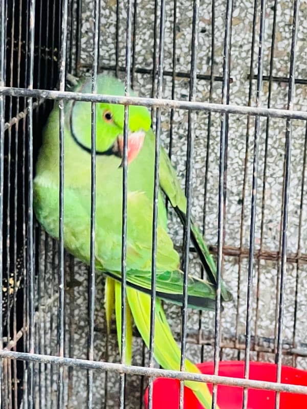 Green Parrot 3