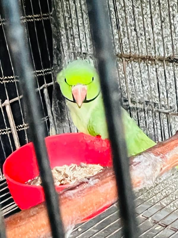 Green Parrot 4