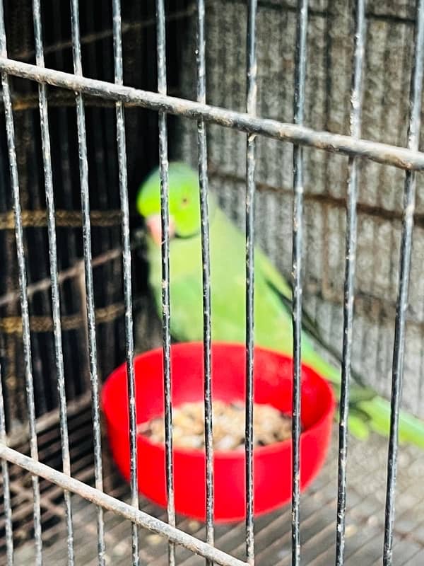 Green Parrot 5