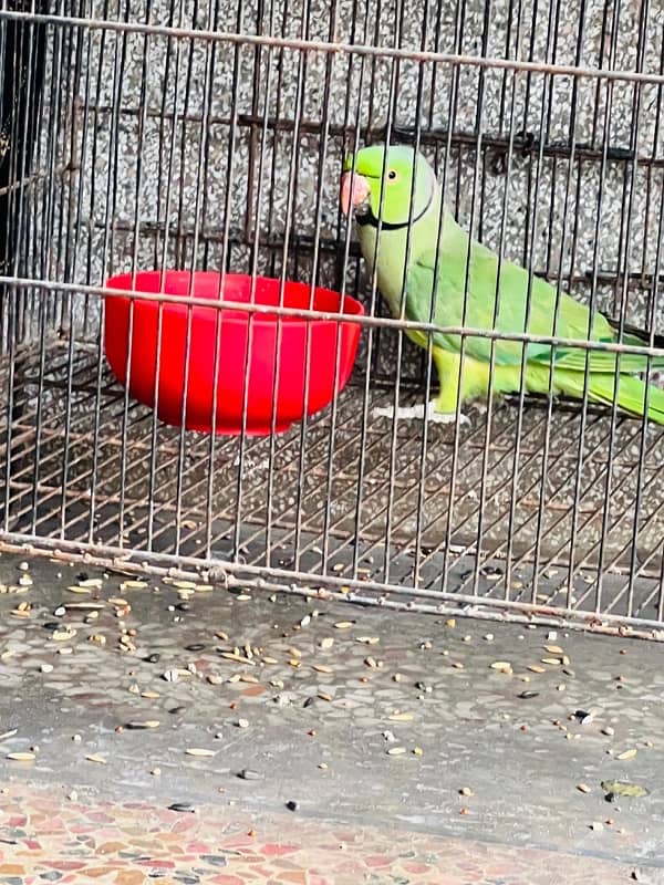 Green Parrot 7