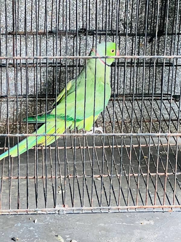 Green Parrot 9