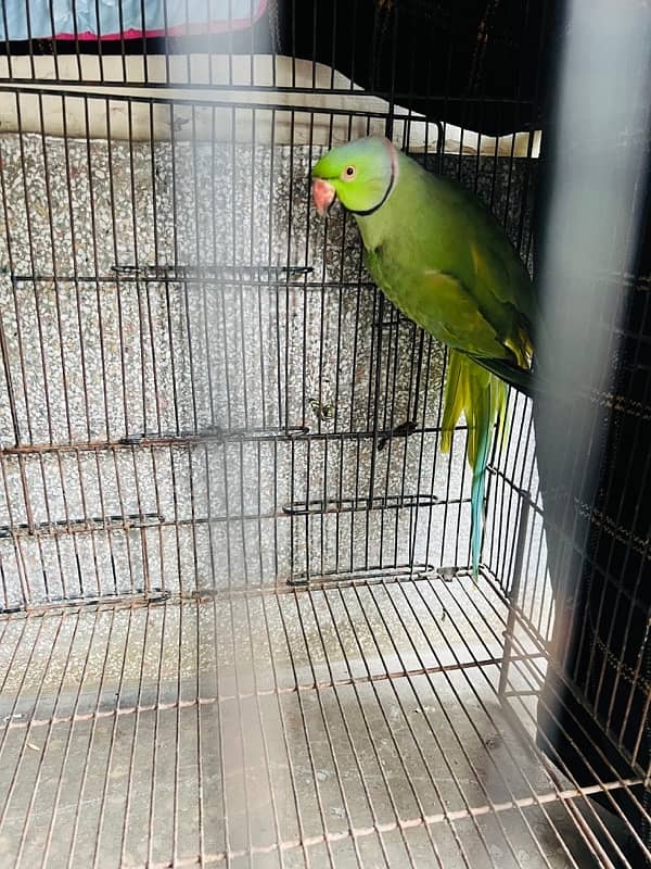 Green Parrot 10