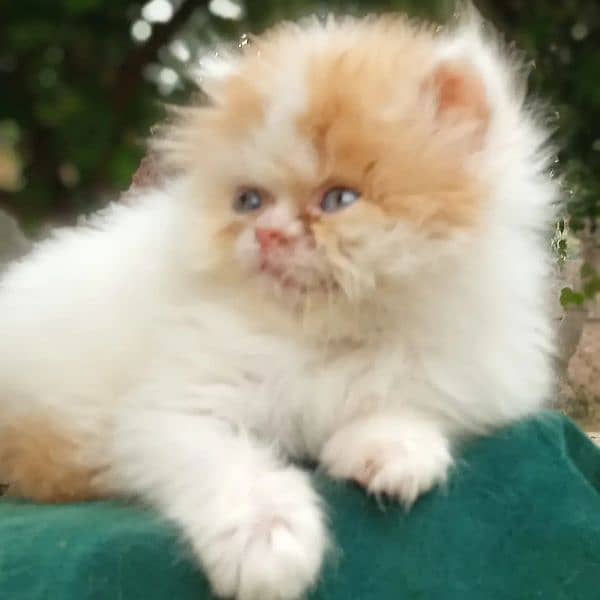 high quality kitten pure Punch face Kitten urgent for sale 03274134417 0