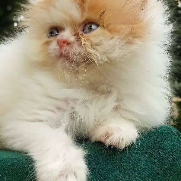 high quality kitten pure Punch face Kitten urgent for sale 03274134417 2