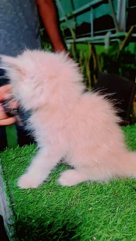 Persian KITTEN FOR SALE ONLY CONTACT WHATUP 03201711036 3