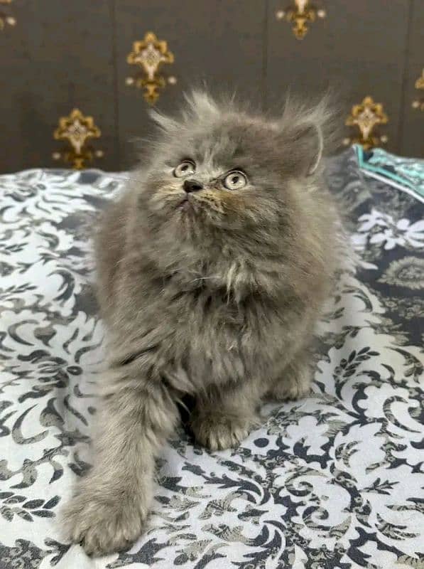 Persian KITTEN FOR SALE ONLY CONTACT WHATUP 03201711036 5