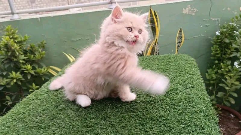 Persian KITTEN FOR SALE ONLY CONTACT WHATUP 03201711036 10