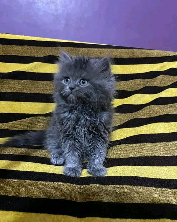 Persian KITTEN FOR SALE ONLY CONTACT WHATUP 03201711036 14