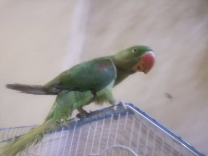 pior kashmiri parrot h 0