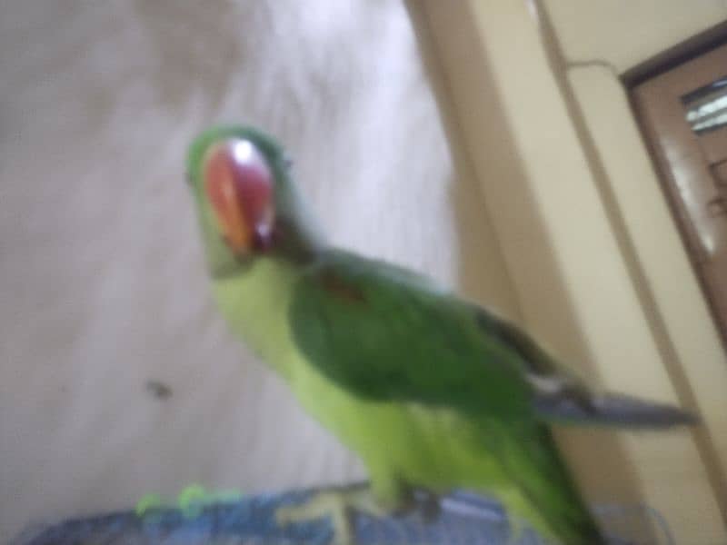 pior kashmiri parrot h 1