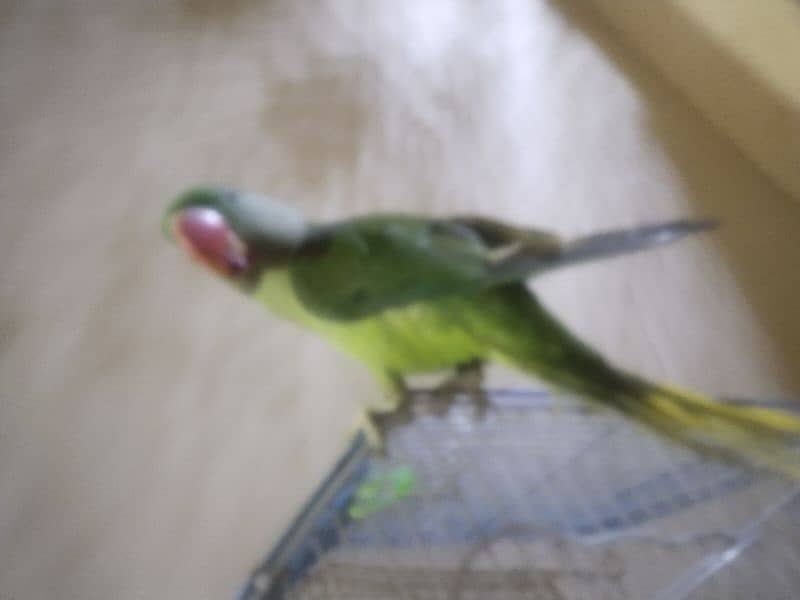 pior kashmiri parrot h 2