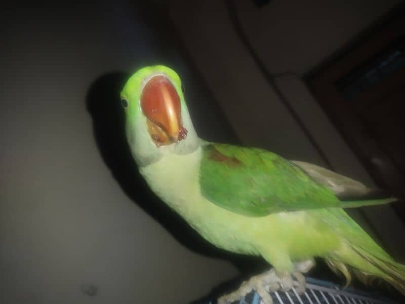 pior kashmiri parrot h 3