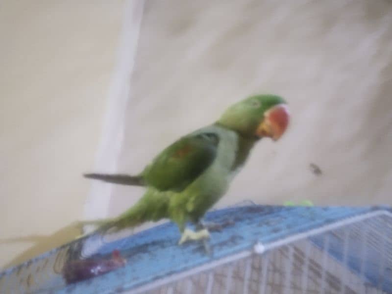 pior kashmiri parrot h 4