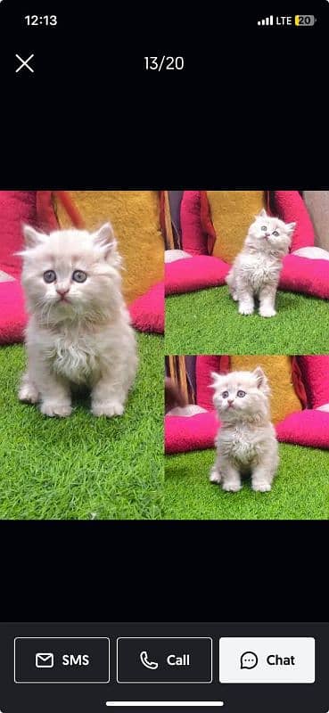 Persian Punch face triple coat cat Kitten 4