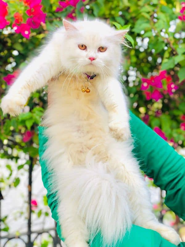 Persian Punch face triple coat cat Kitten 8