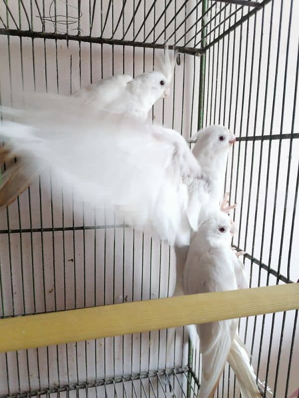 Eno red eye Cockatiel for sale 1