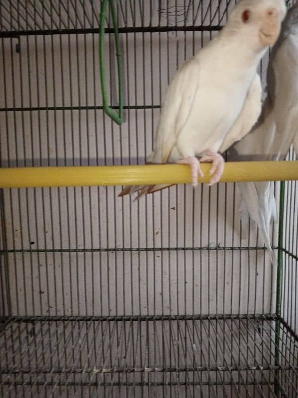 Eno red eye Cockatiel for sale 3