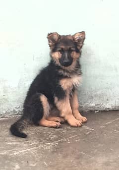 german shepherd long coat female puppy