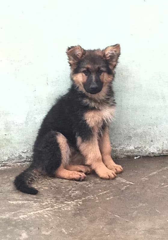 german shepherd long coat female puppy 0